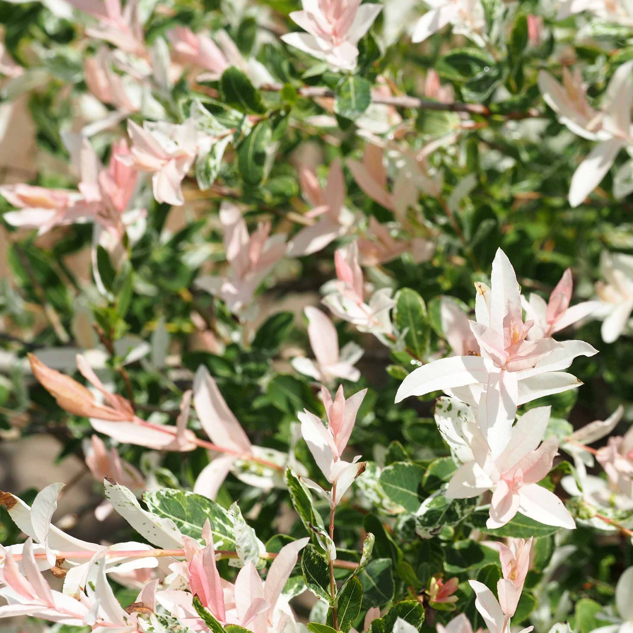 Saule crevette en buisson - Salix integra hakuro nishiki - Plantes