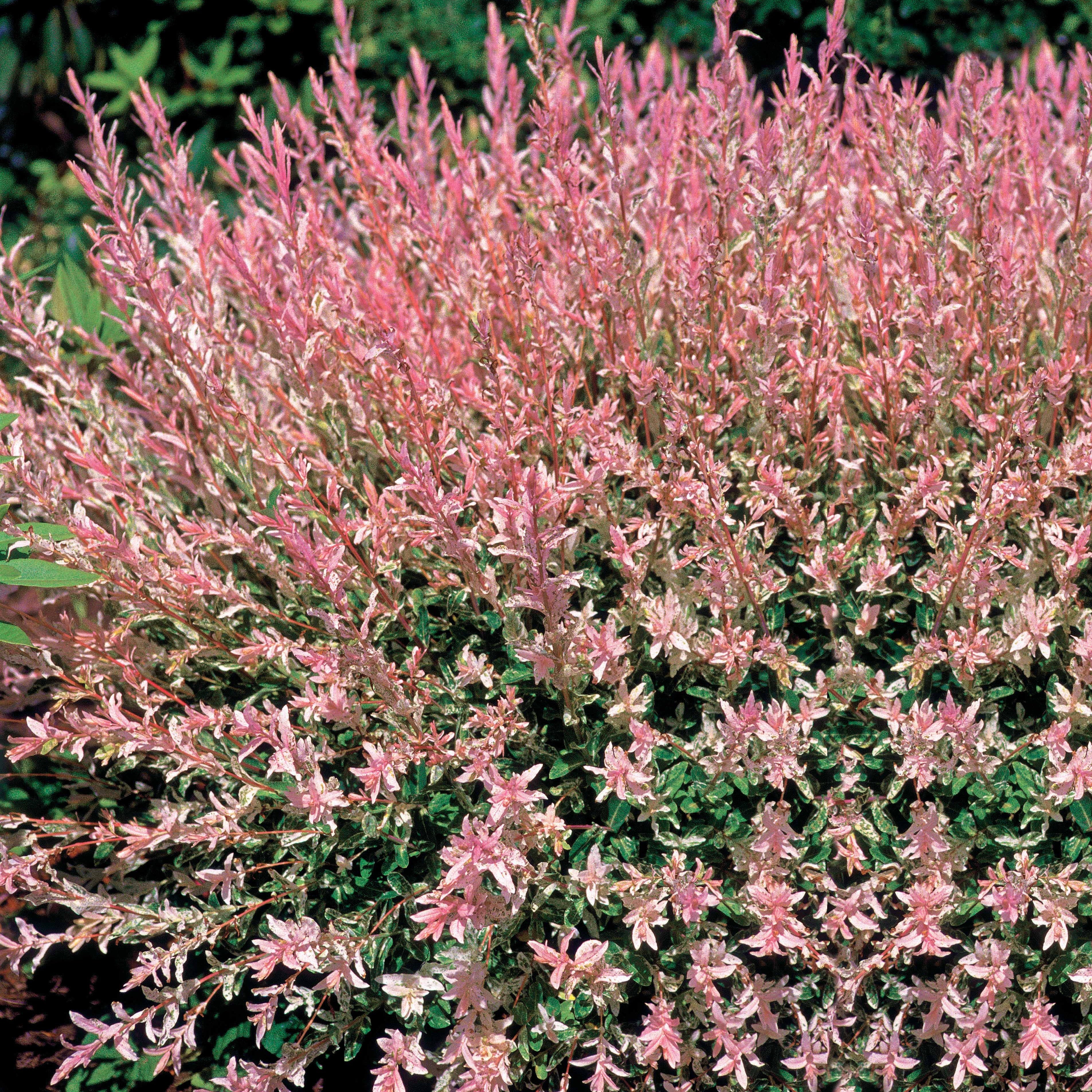 Saule crevette en buisson - Salix integra hakuro nishiki - Saule