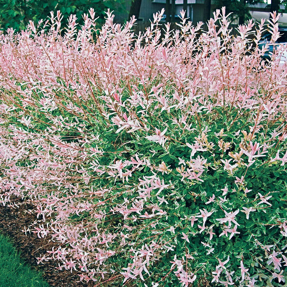 Saule crevette en buisson - Salix integra hakuro nishiki - Willemse