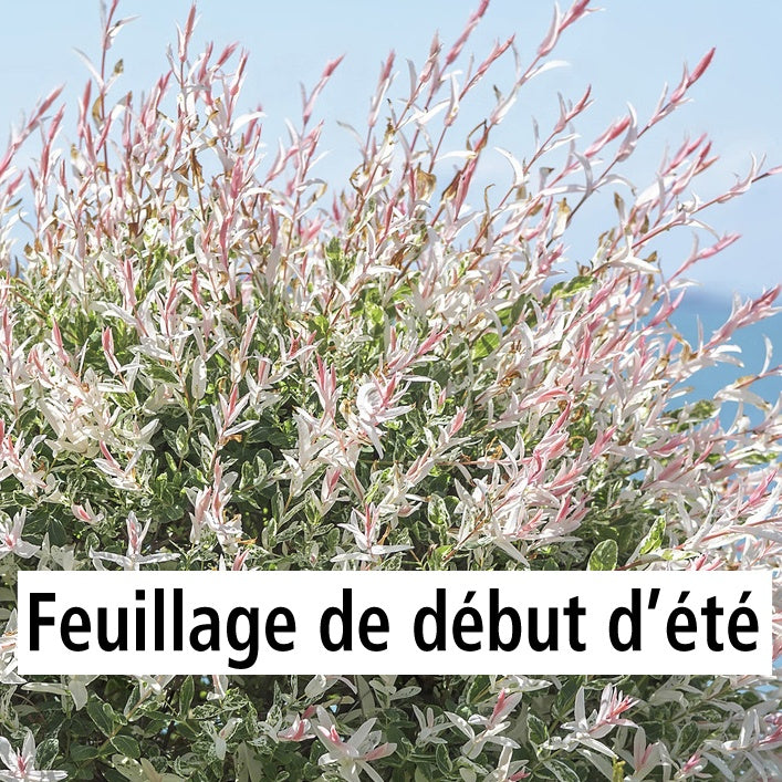 Saule crevette sur tige - Salix integra hakuro nishiki