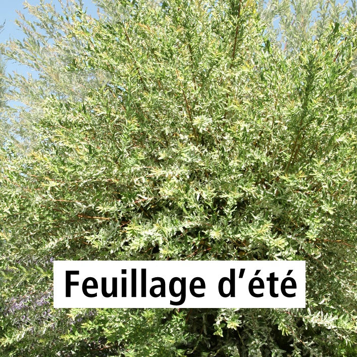 Saule crevette sur tige - Salix integra hakuro nishiki