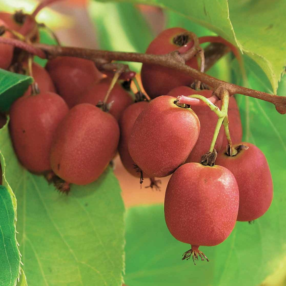 Couples de Kiwis rouges Weiki ® mâles et femelles - Actinidia arguta weiki ® plus - Plantes