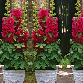 Rose trémière naine rouge - Alcea rosea annua spring celebraties crimson red - Plantes