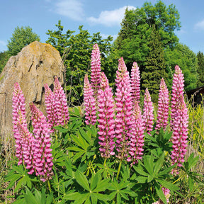 3 Lupins roses - Lupinus russell pink - Plantes