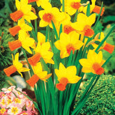 5 Mini-narcisses Jet Fire - Narcissus jet fire - Plantes