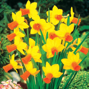 5 Mini-narcisses Jet Fire - Narcissus jet fire - Plantes