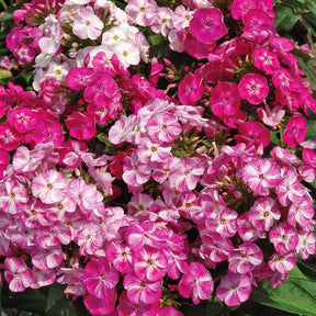 3 Phlox Pot pourri - Phlox paniculata pot pourri - Plantes