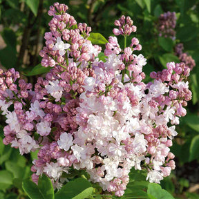 Lilas double Beauty of Moscow - Syringa vulgaris beauty of moscow - Plantes