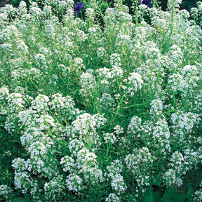 Alysse odorant - Alyssum maritimum - Potager