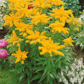 5 Solidago - Verge d'or - Solidago luteus - Plantes