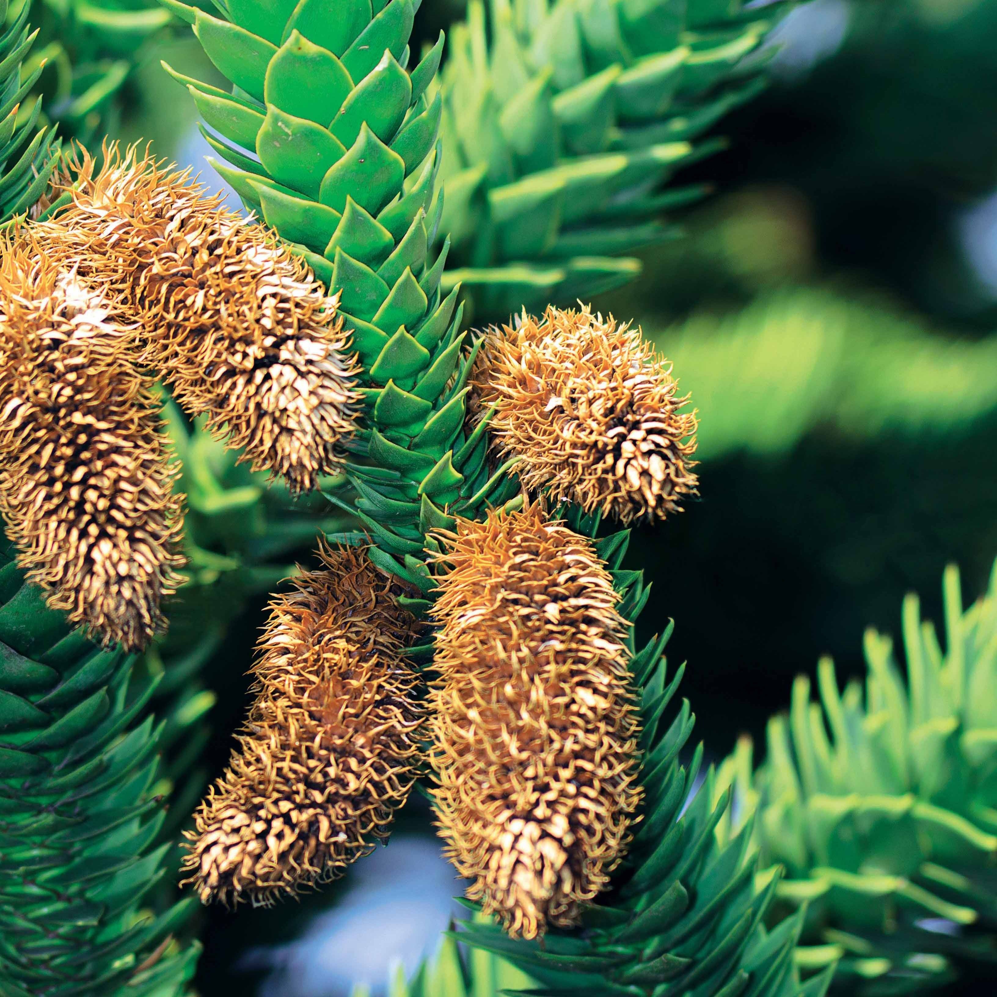 Désespoir des singes - Araucaria imbricata - Arbres