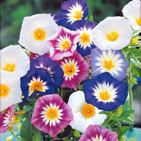 Belle de jour variées - Convolvulus tricolor - Potager