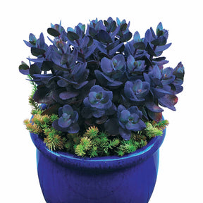 Sedum Perle bleue - Sedum blue pearl - Plantes vivaces