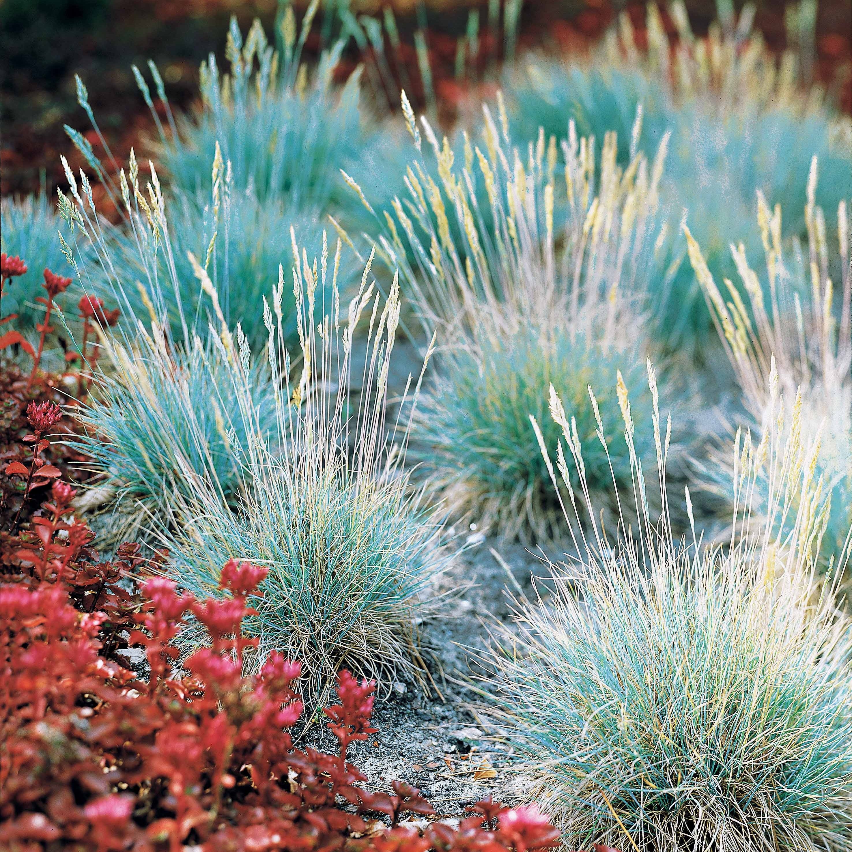 3 Fétuques bleues - Festuca glauca - Plantes