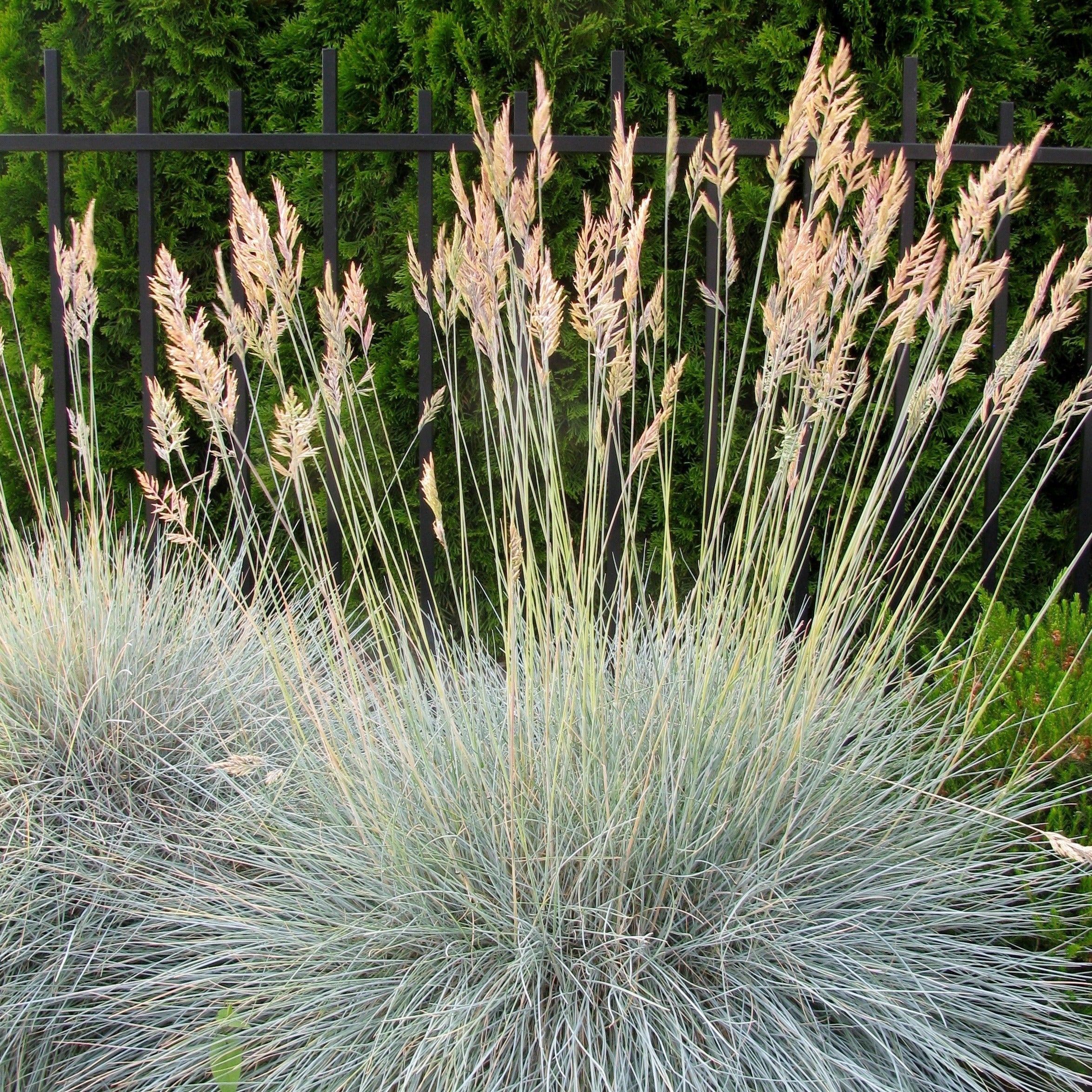 3 Fétuques bleues - Festuca glauca