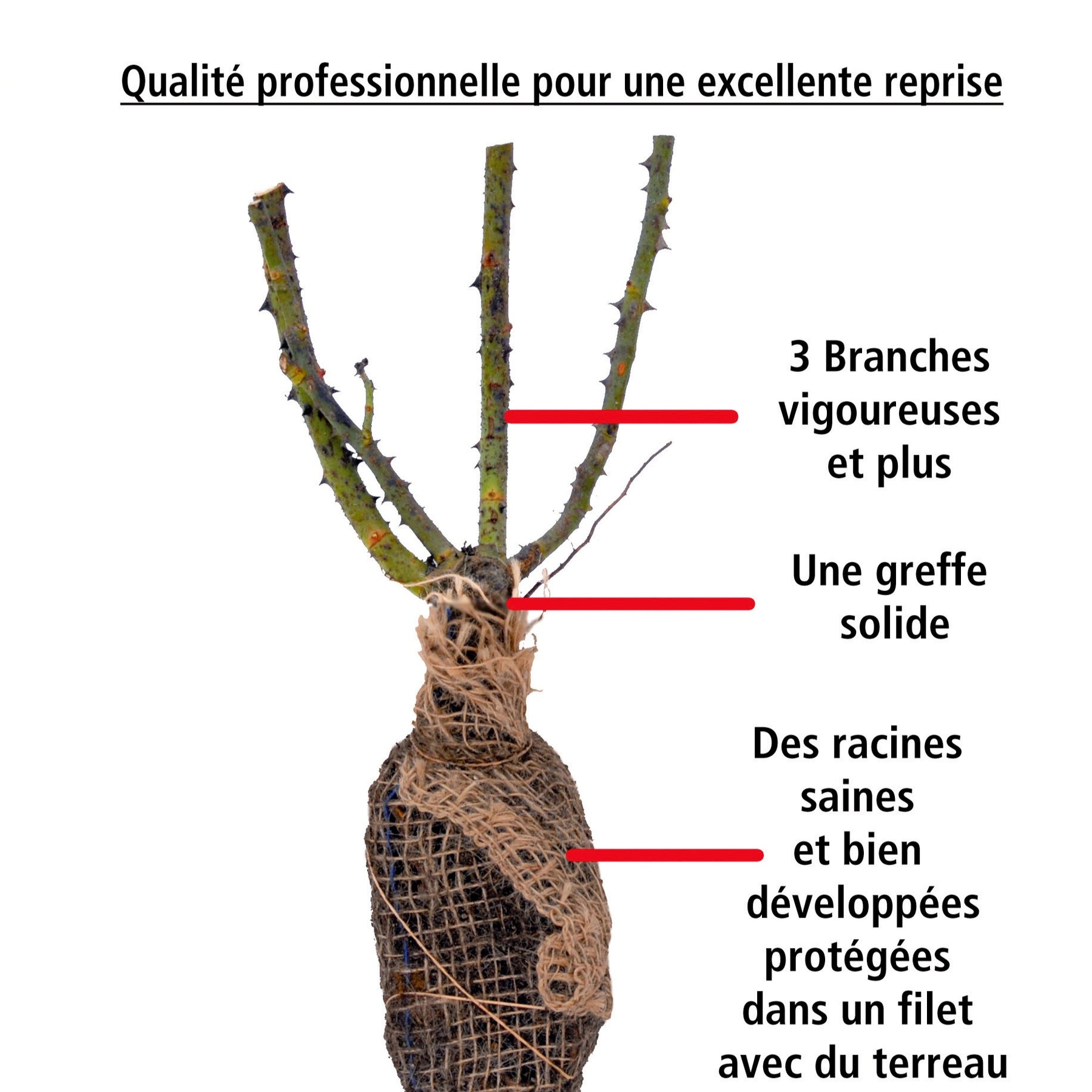 Rosier Babylon Eyes ® Sunshine Intereybabnus COV - Rosa babylon eyes ® sunshine intereybabnus cov - Rosiers