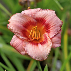 2 Hémérocalles parfumées roses - Hemerocallis wineberry candy klein - Plantes