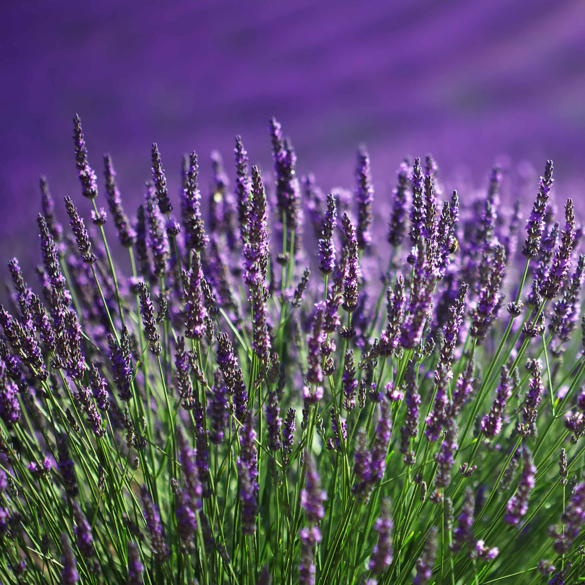 Lavande bleue - Lavandula angustifolia hidcote blue