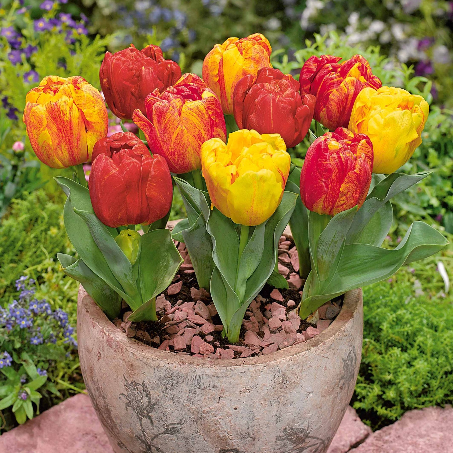 5 Tulipes hâtive Flaming Baby - Tulipa flaming baby - Plantes