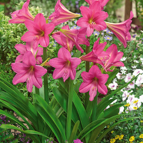 3 Amaryllis de jardin Douceur sucrée - Hippeastrum rascal sweet sixteen - Plantes