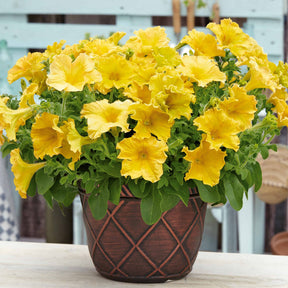 3 Pétunias géants jaunes - Petunia happy giant yellow - Plantes annuelles