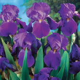 Iris de jardin remontant Lovely again