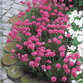 2 Gazons d'Espagne - Armeria maritima Splendens - Plantes vivaces