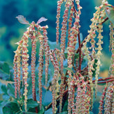 Garrya - Garrya elliptica - Plantes