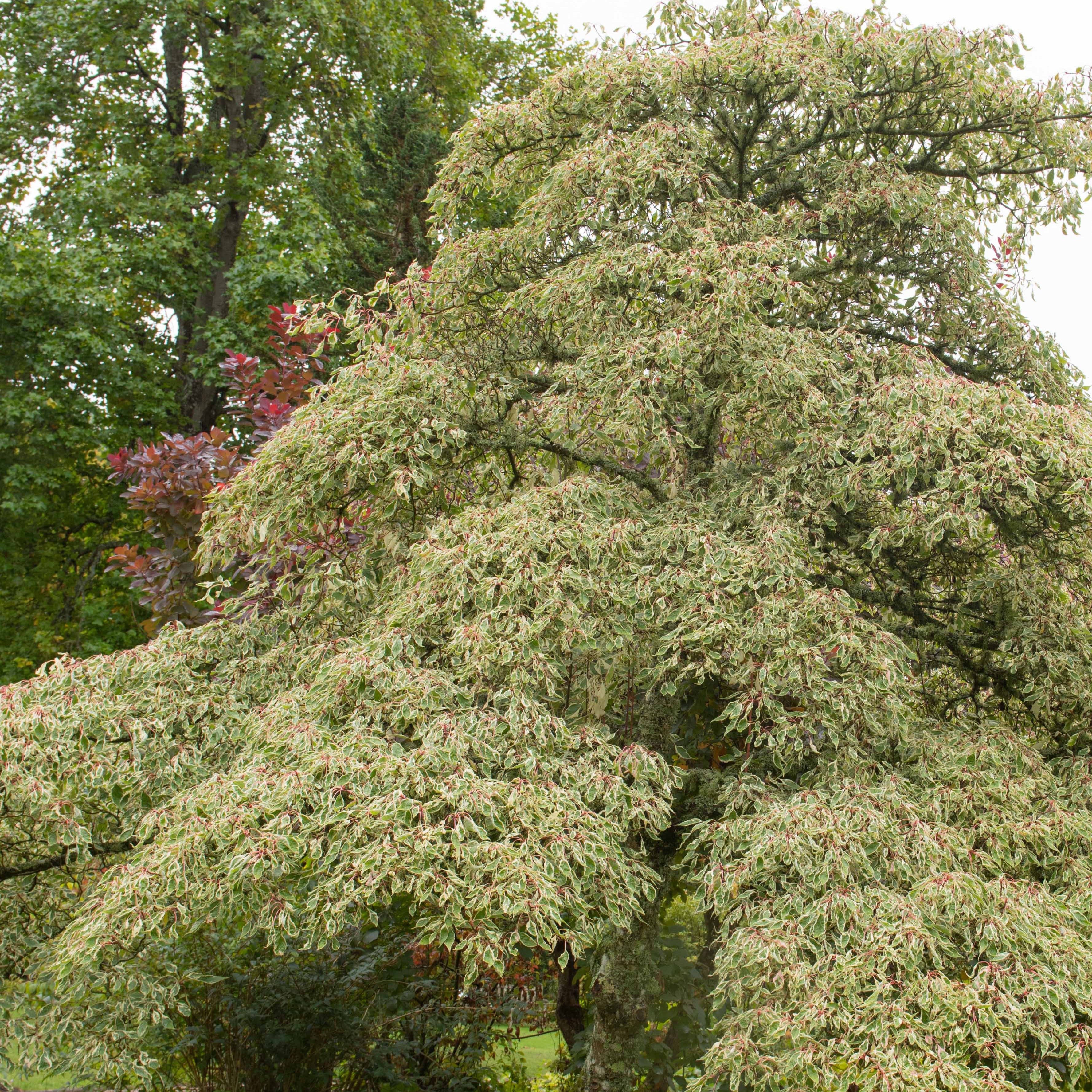 Cornouiller des pagodes panaché - Cornus controversa variegata