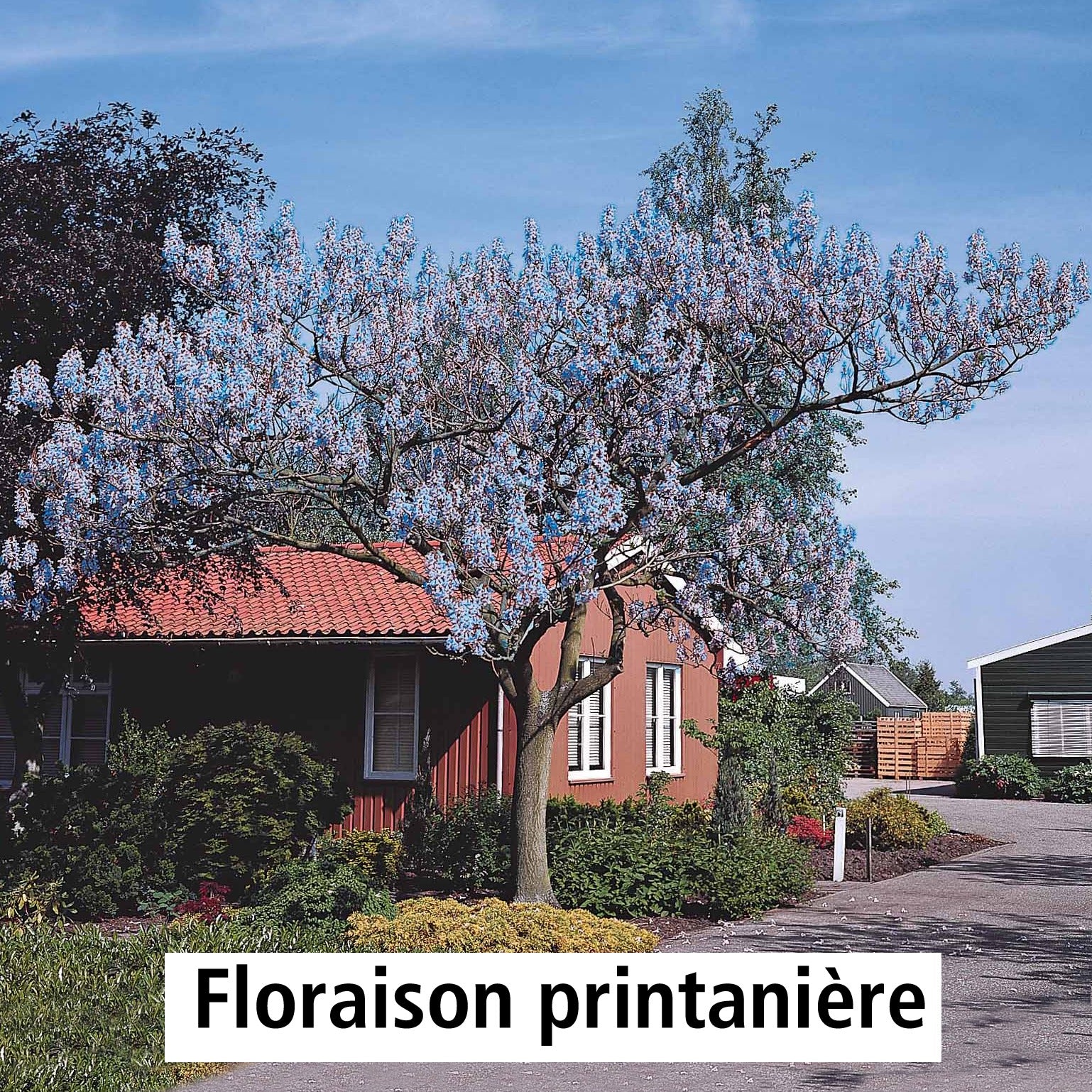 L'Arbre impérial - Paulownia tomentosa