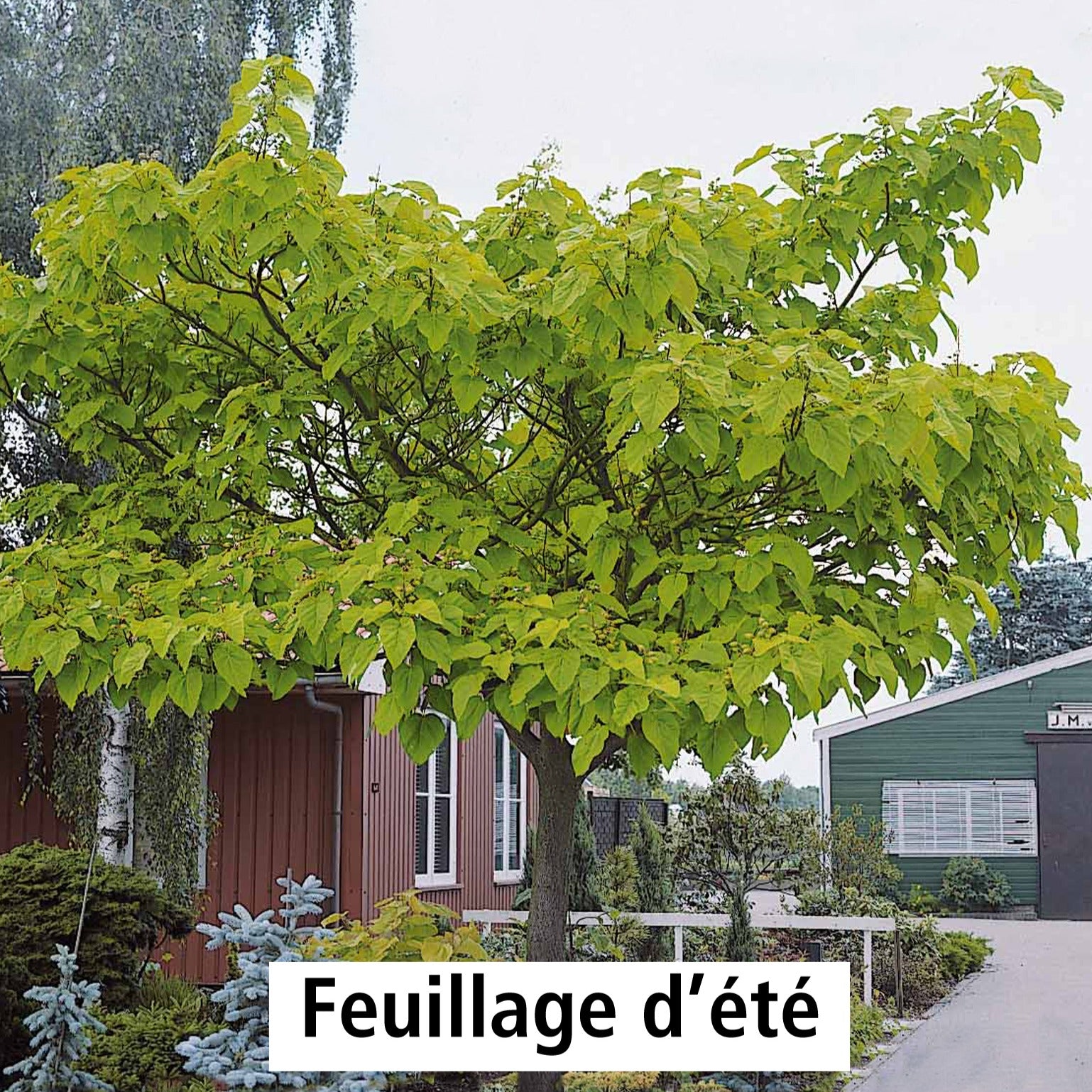 L'Arbre impérial - Paulownia tomentosa