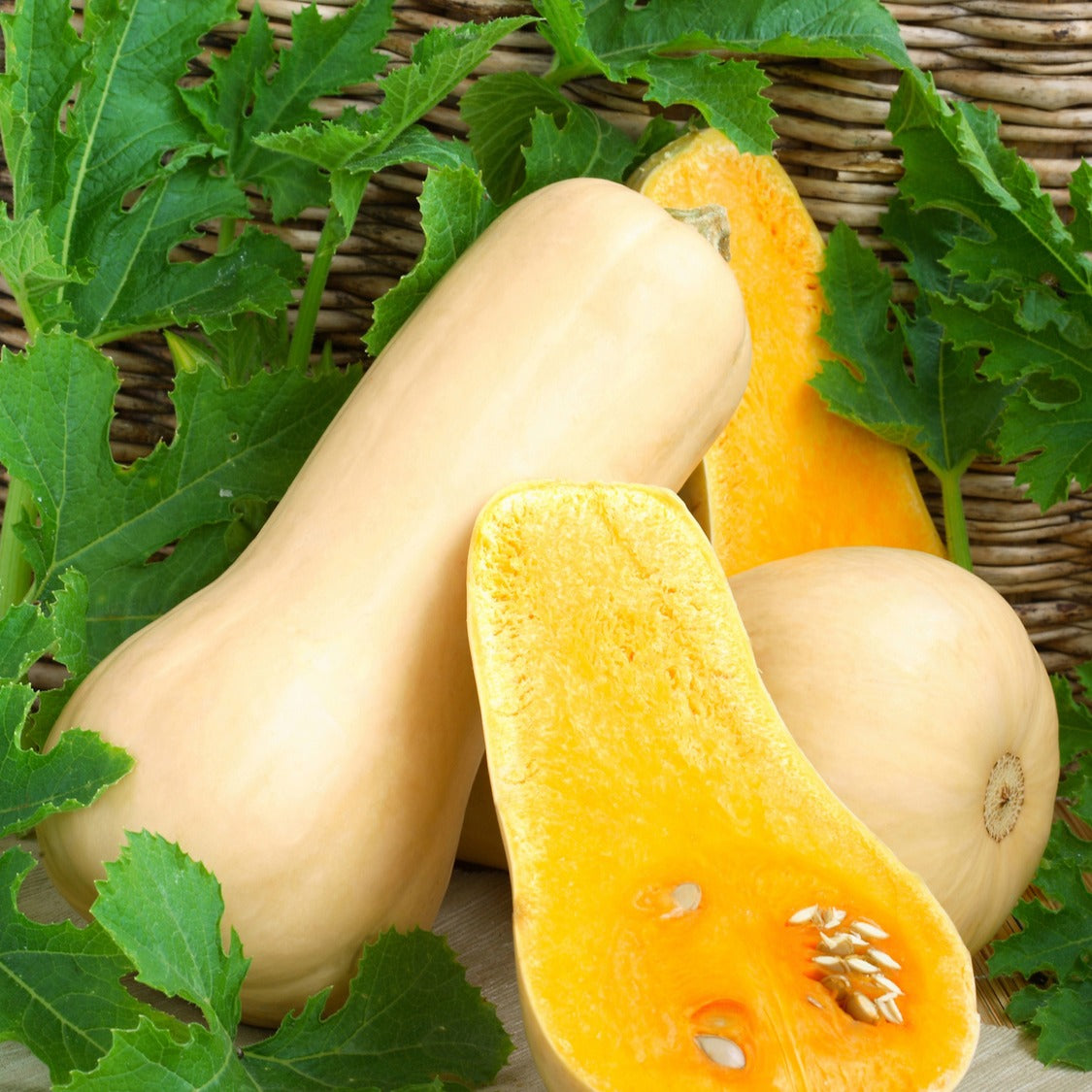 Courge Butternut Hercules F1 - Cucurbita moschata hercules f1 - Courges