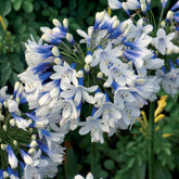 Agapanthe Twister - Agapanthus Twister - Plantes