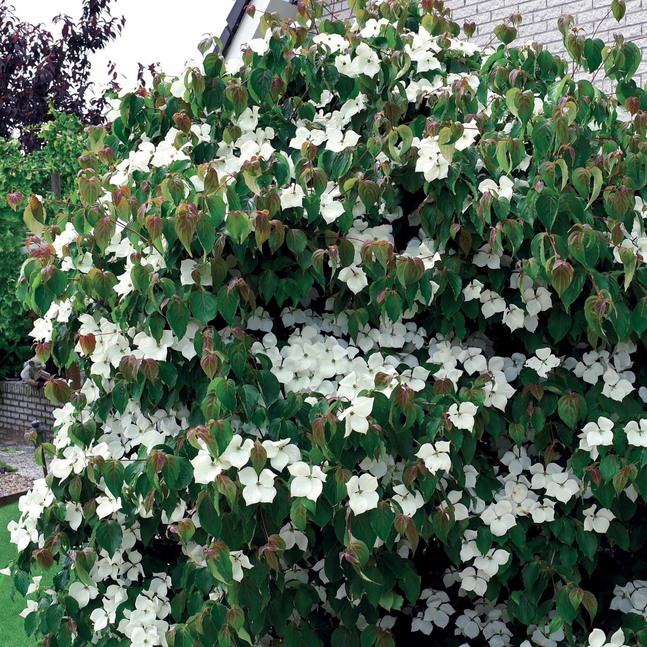 Cornouiller du Japon - Cornus kousa - Plantes