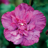 Hibiscus Magenta Chiffon - Hibiscus syriacus magenta chiffon - Plantes