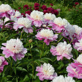 Pivoine Bowl of Beauty - Paeonia lactiflora bowl of beauty - Plantes