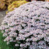 Corbeille d'argent Rose glacé - Iberis - Iberis sempervirens pink ice - Plantes