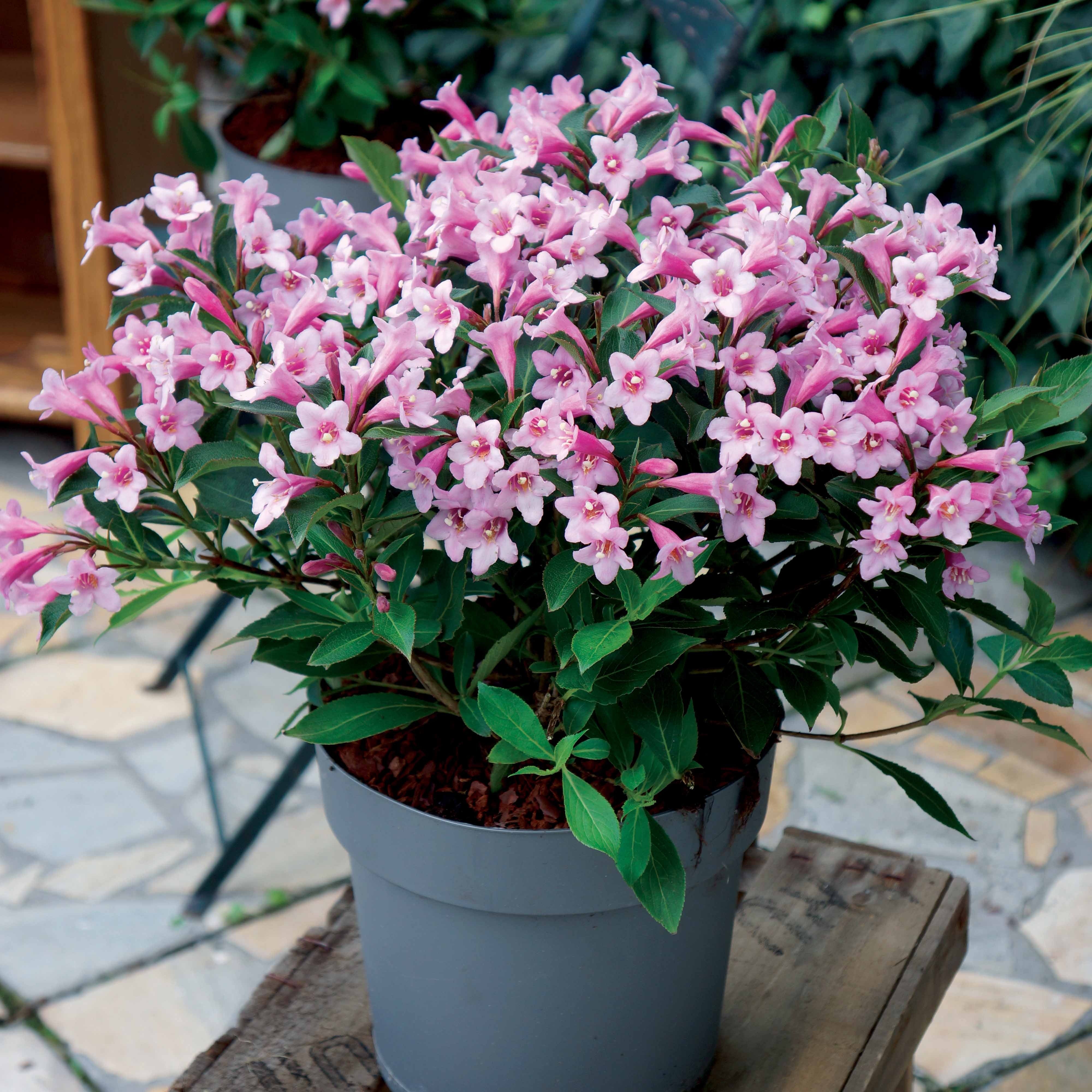 Weigelia Poupée rose - Weigela pink poppet® - Plantes