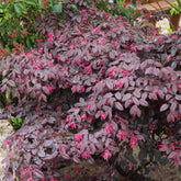 Loropétale Black Pearl - Loropetalum chinense black pearl - Plantes