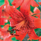 3 Lis tigrés La vie en rouge - Lilium trigrinum red life - Plantes