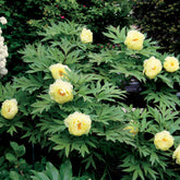 Pivoine Itoh Bartzella - Paeonia itoh bartzella - Plantes