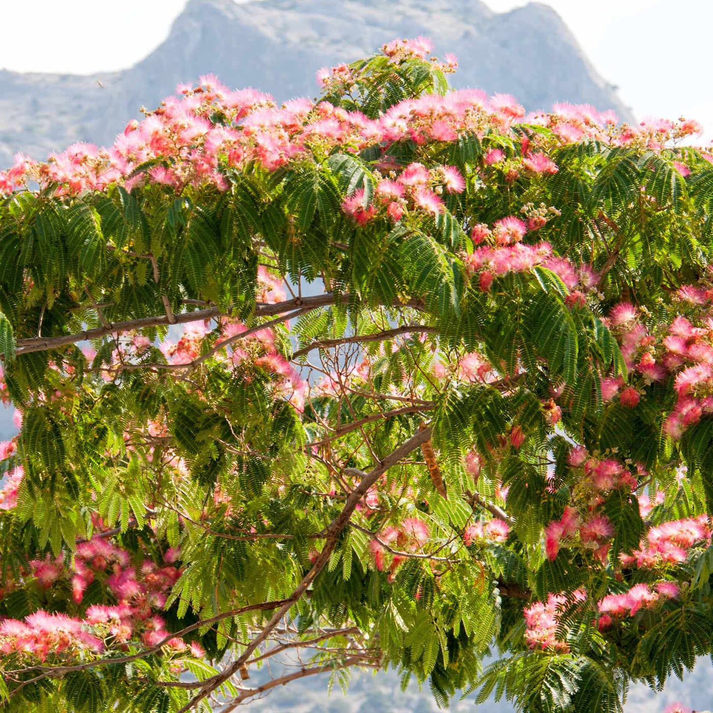 Arbre à soie rose - Willemse