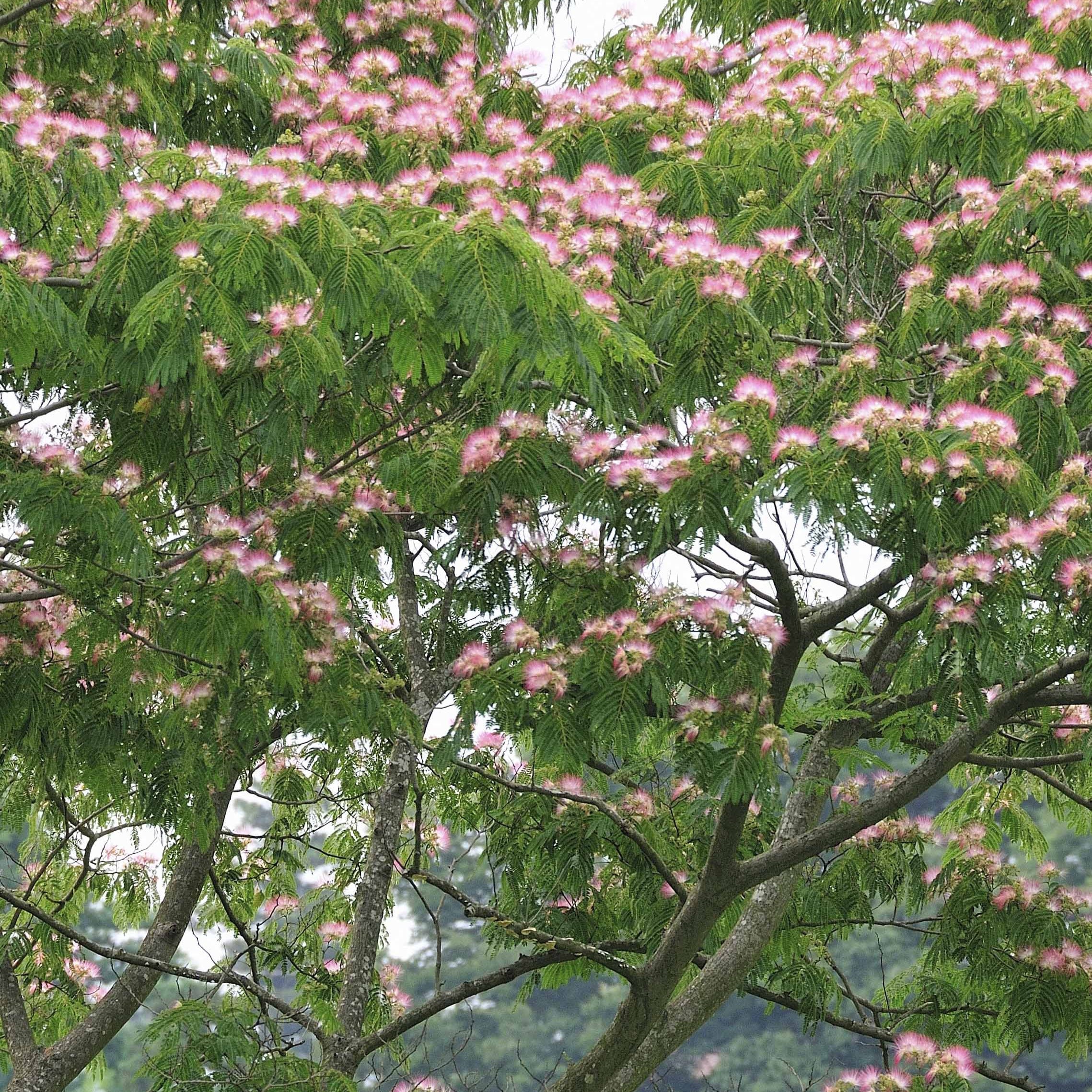 Arbre à soie rose - Albizia julibrissin rosea