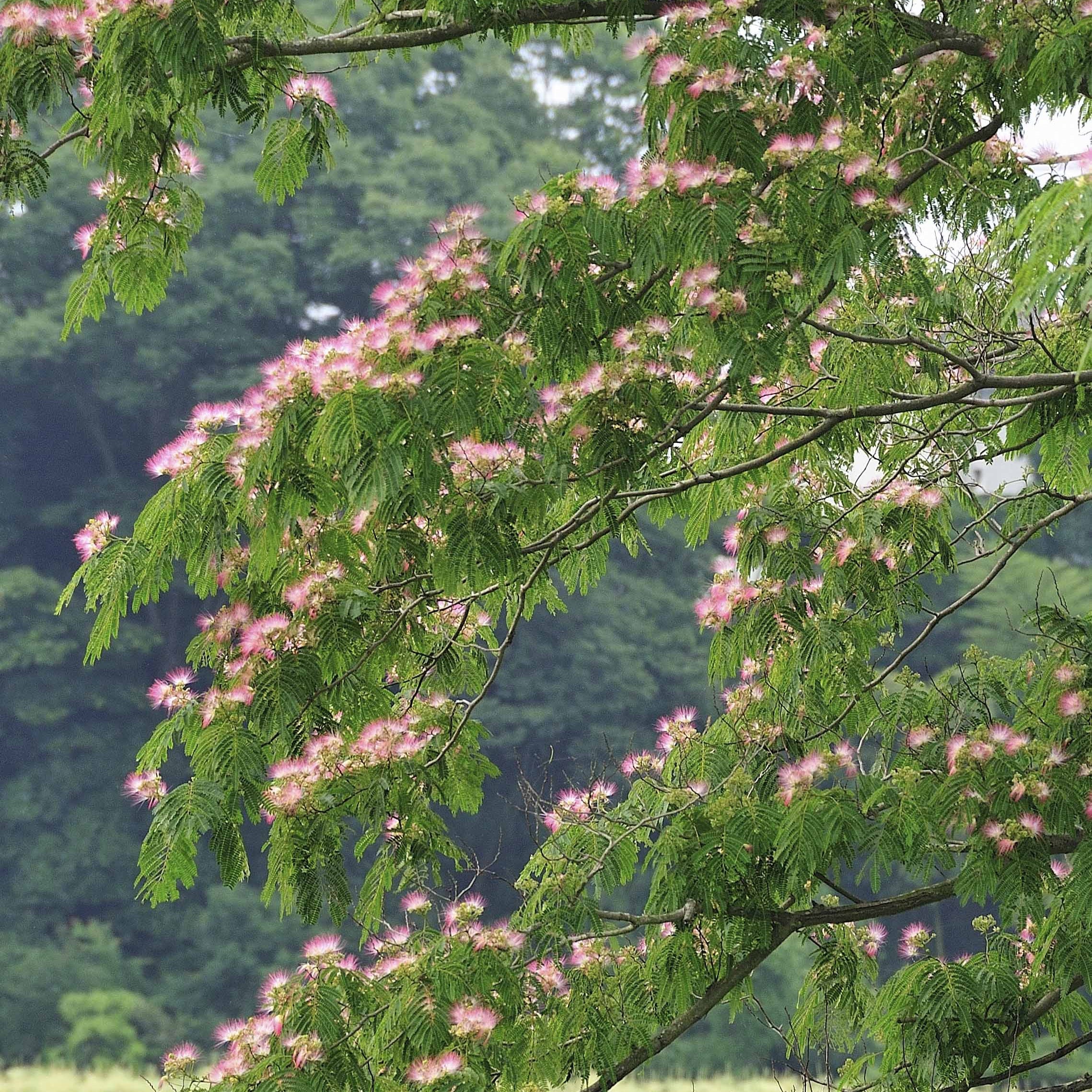 Arbre à soie rose - Albizia julibrissin rosea