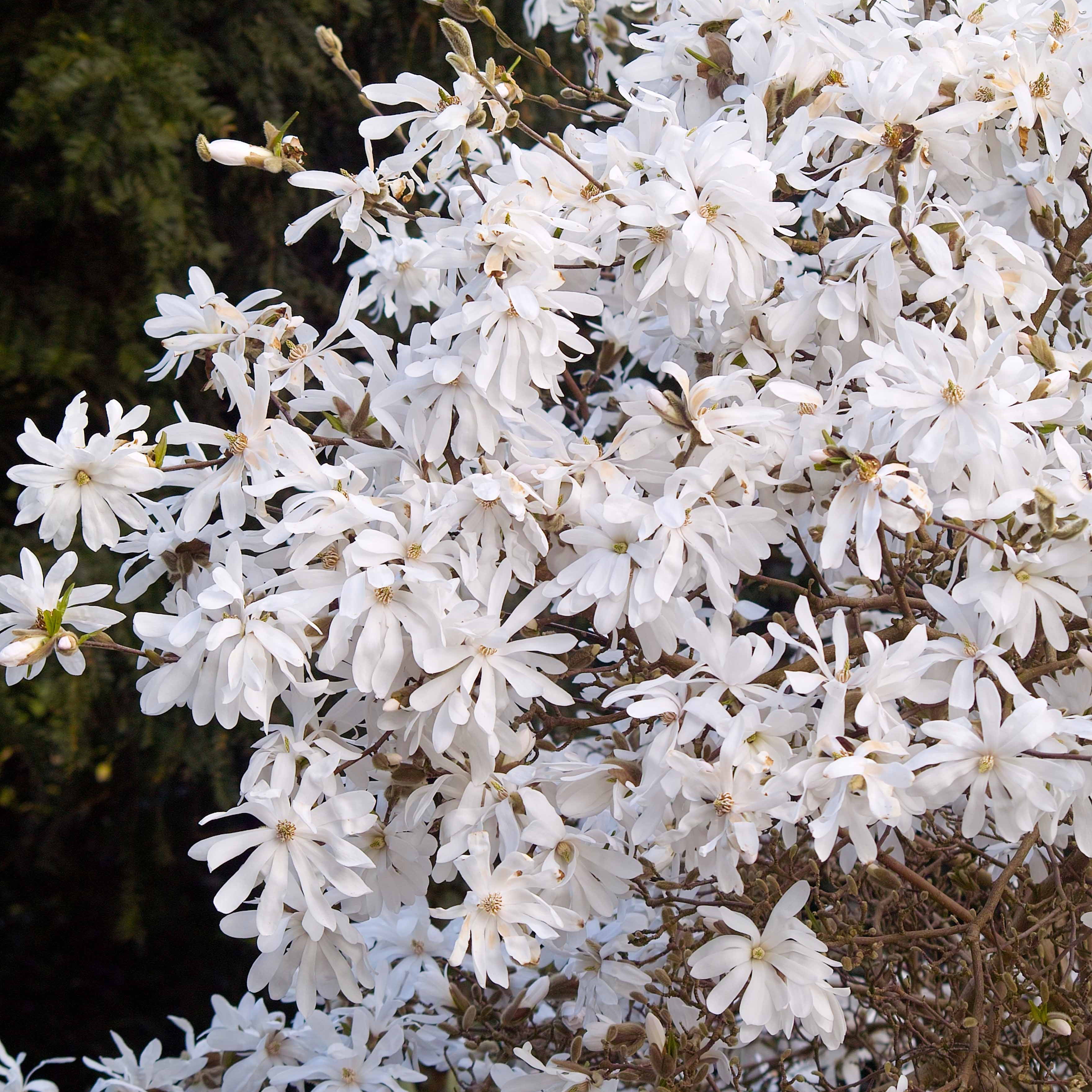 Magnolia étoilé - Magnolia stellata