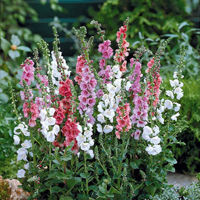 2 Molene en melange - Verbascum phoeniceum - Plantes vivaces