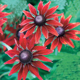 Rudbeckia hirta Cherry Brandy