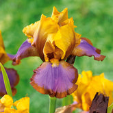 2 Iris de jardin Lasso marron - Iris germanica brown lasso - Plantes