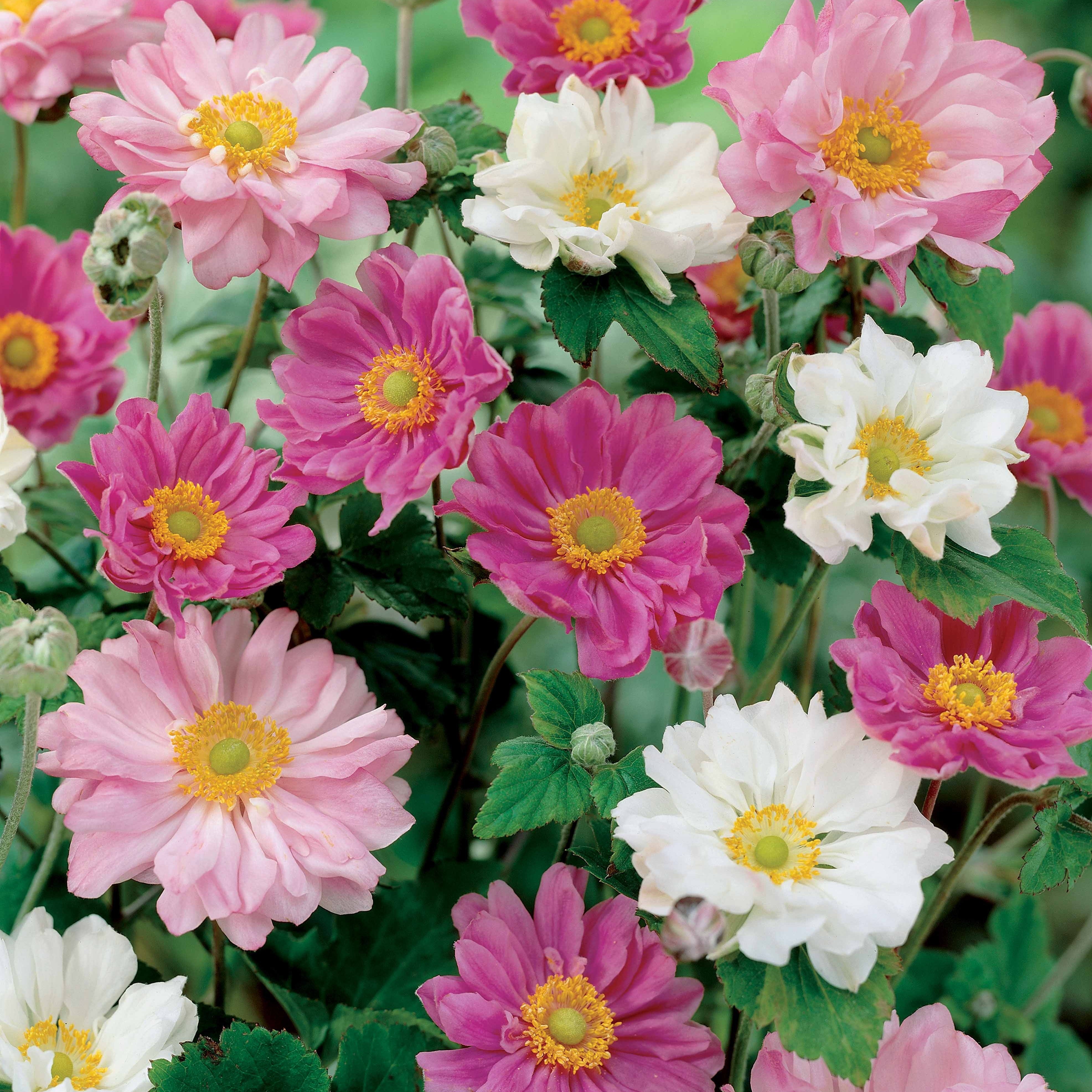 2 Anémones du Japon doubles - Anemone x hybrida - Plantes