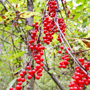 Fruit de la vitalité - Schisandra chinensis - Plantes